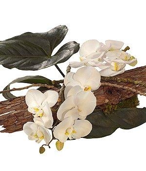 White Orchid Arrangement.