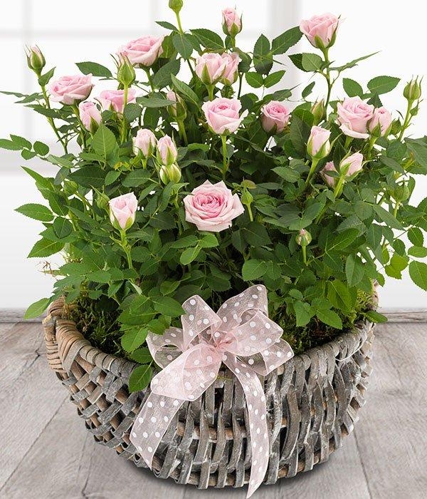 Rose Basket* buy online or call 0115 947 3009
