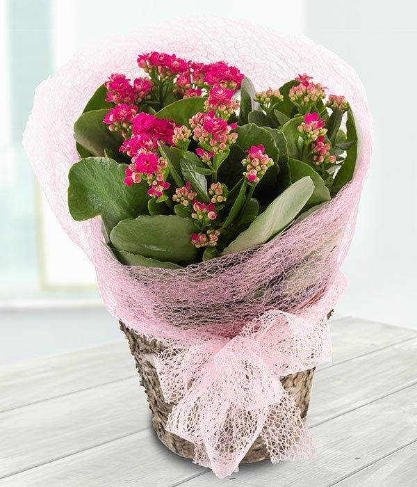 Pink Kalanchoe*