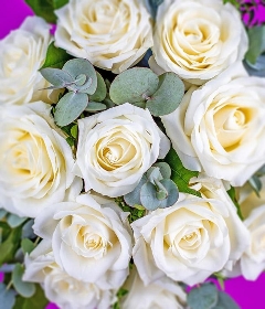 12 White Roses