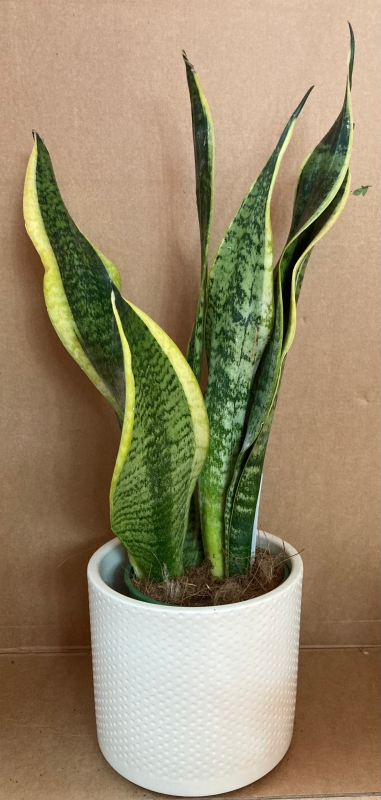 warneckii dracaena Dracaena Warneckii | Air Purifying Easy Care Houseplants for Delivery